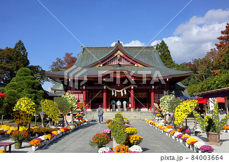 ロマンチック茨城（笠間稲荷神社の菊まつり。今日は萬天に良縁の花が咲くだろう。） 84003664