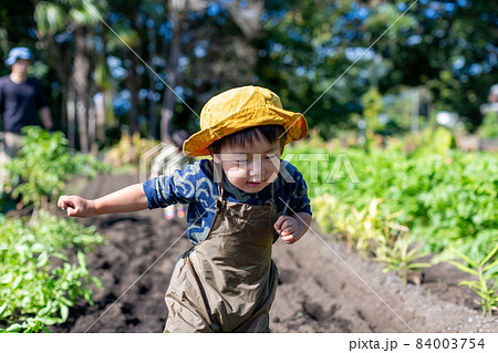 家族で芋掘り　薩摩芋　畑　収穫 84003754