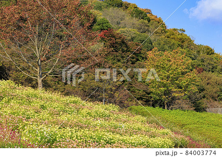 紅葉真っ盛りの神戸布引ハーブ園の写真素材