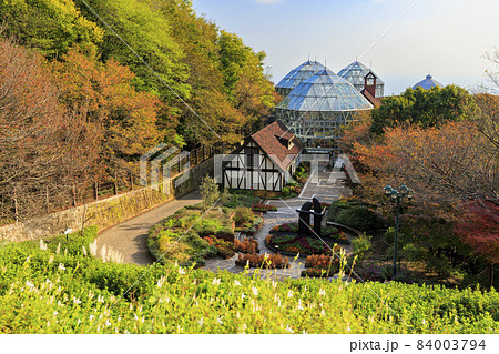 紅葉真っ盛りの神戸布引ハーブ園の写真素材