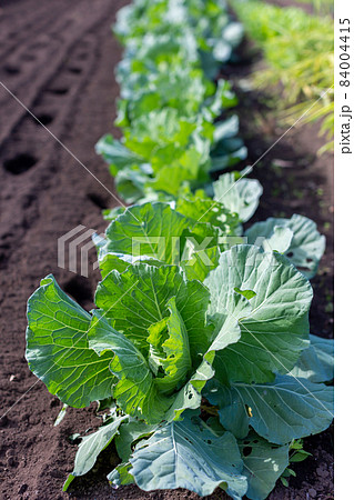 畑で収穫 野菜 畑で収穫 野菜 84004415