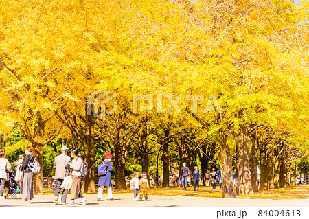東京　光が丘公園の紅葉 84004613