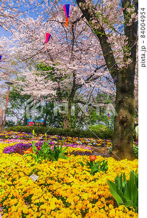 桜咲く飛鳥山公園と花壇　東京 84004954
