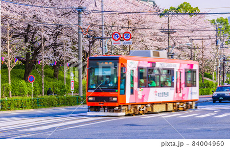飛鳥山公園の桜と路面電車　東京春風景 84004960