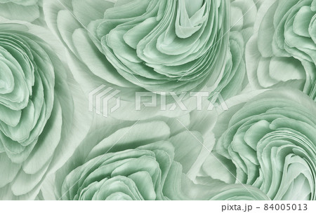 Floral light green background.. Flower petals close-up. Nature. Floral light green background.. Flower petals close-up. Nature. 84005013