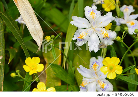 シャガの花(金ヶ崎城跡/福井県敦賀市金ヶ崎町) シャガの花(金ヶ崎城跡/福井県敦賀市金ヶ崎町) 84005050