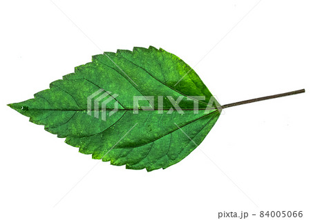 green leaf isolated on white green leaf isolated on white 84005066