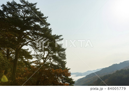 森 屋外 室外 84005779