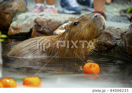 カピバラ カピパラ オニテンジクネズミの写真素材