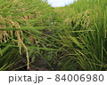 景色 風景 ジャパニーズ 84006980