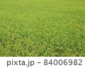 景色 風景 ジャパニーズ 84006982
