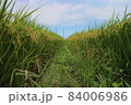 農耕 農業 耕作 84006986