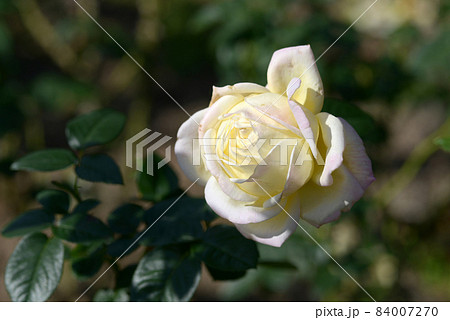 ピース　バラの花 84007270