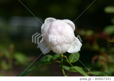 セント・セシリア バラの花 セント・セシリア バラの花 84007341