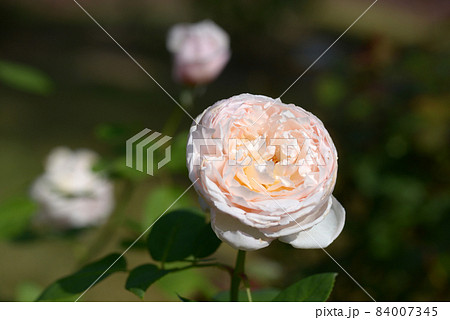 セント・セシリア　バラの花 84007345