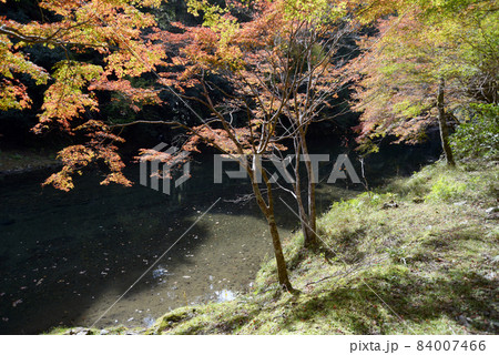 清滝川の紅葉　京都市右京区高雄 84007466