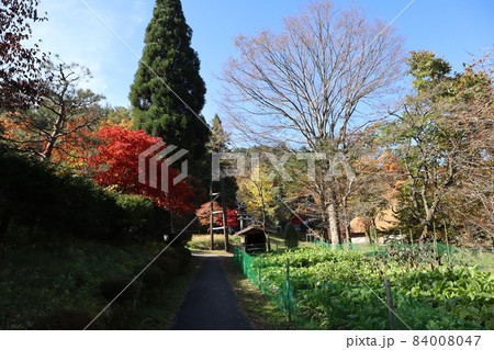青空と薄雲と色々な色の木々の森や山と小屋と火の見櫓と古民家と緑の野菜畑と影の道と生垣の風景 青空と薄雲と色々な色の木々の森や山と小屋と火の見櫓と古民家と緑の野菜畑と影の道と生垣の風景 84008047