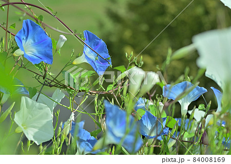 秋晴れの空の下で咲く 秋晴れの空の下で咲く 84008169