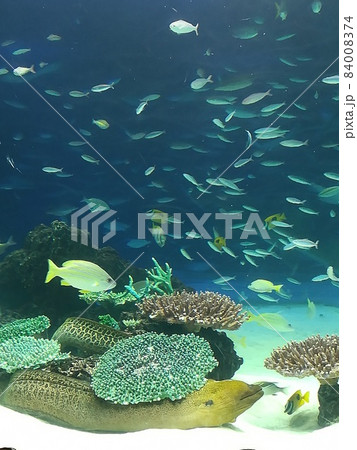 池袋サンシャインシティ水族館。小さい魚が群れをなして泳ぎ回る 池袋サンシャインシティ水族館。小さい魚が群れをなして泳ぎ回る 84008374