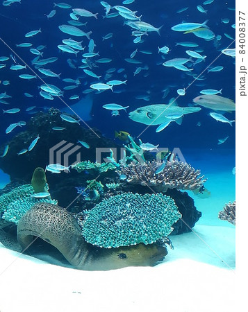 池袋サンシャインシティ水族館。深海で魚たちの群れ 84008377