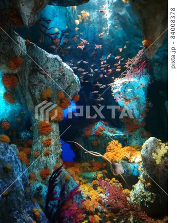 池袋サンシャインシティ水族館。カラフルなサンゴ礁に囲まれて魚たちが暮らす 84008378