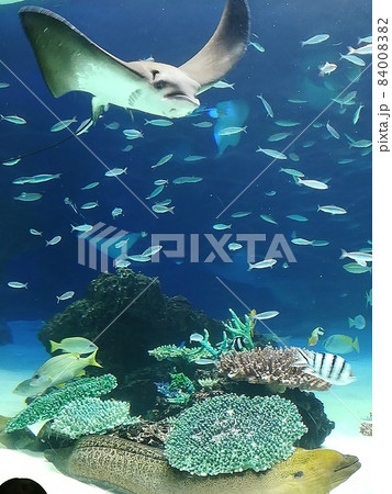 池袋サンシャインシティ水族館。自由に海水の中を泳ぎ回る 池袋サンシャインシティ水族館。自由に海水の中を泳ぎ回る 84008382