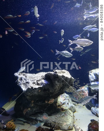 池袋サンシャインシティ水族館。深海の様子 84008386