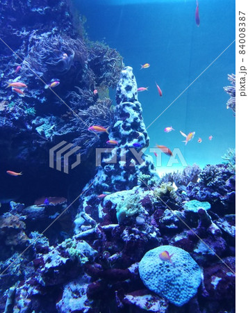 池袋サンシャインシティ水族館。青い海に魚たち 84008387