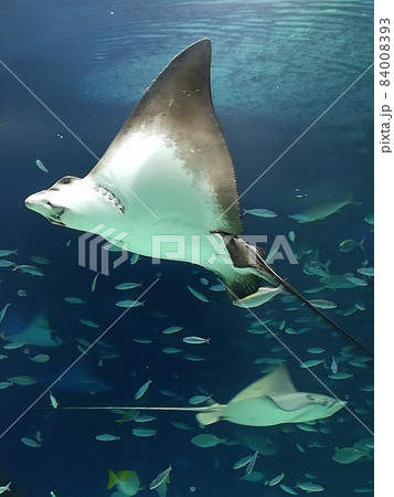 池袋サンシャインシティ水族館。エイの遊泳 池袋サンシャインシティ水族館。エイの遊泳 84008393