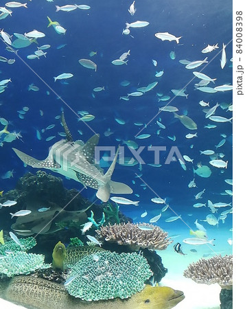池袋サンシャインシティ水族館。海の中の暮らし 池袋サンシャインシティ水族館。海の中の暮らし 84008398