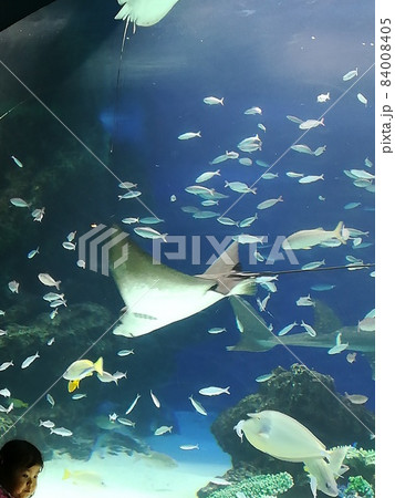 池袋サンシャインシティ水族館。青い海の中の共演 池袋サンシャインシティ水族館。青い海の中の共演 84008405