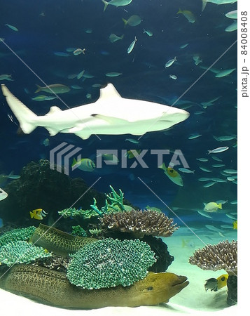 池袋サンシャインシティ水族館。サメと魚たち 池袋サンシャインシティ水族館。サメと魚たち 84008408