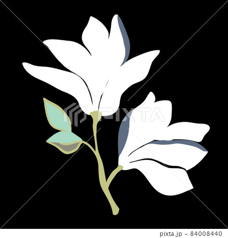 Magnolia flowers. Beautiful spring illustration. 84008440