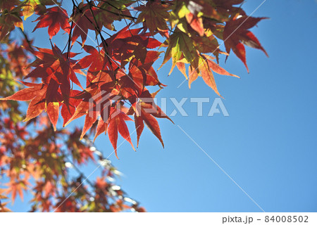 秋晴れの空に 84008502