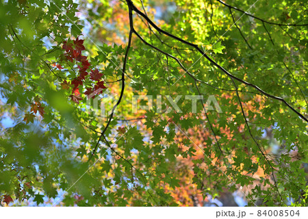 お互いに色に輝く 84008504