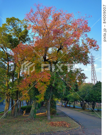 ナンキンハゼの紅葉（大野川緑陰道路） 84009007