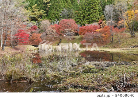 晩秋のタカドヤ湿地 84009040