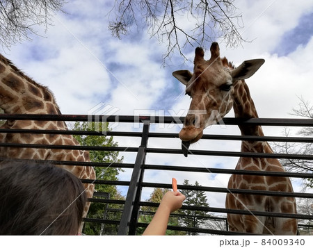 栃木県宇都宮動物園のキリンにエサやり 84009340