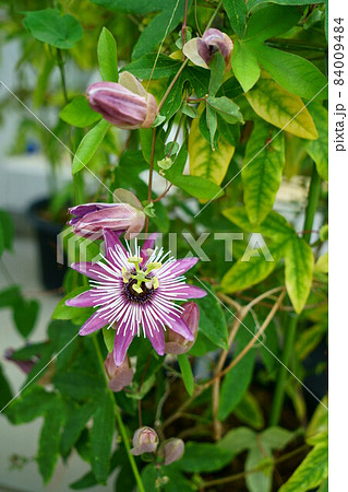 2245 パッシフローラ アトロプルプレアの写真素材