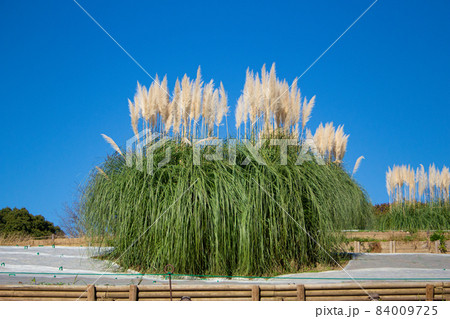 パンパスグラス（和名：シロガネヨシ（白銀葭）、学名：Cortaderia selloana）。11月 84009725