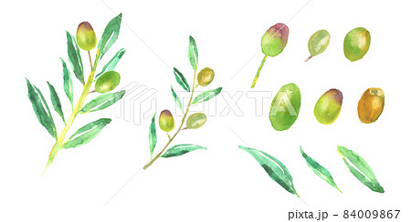 水彩で描いたオリーブの枝葉と実のイラストのイラスト素材