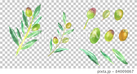 水彩で描いたオリーブの枝葉と実のイラストのイラスト素材
