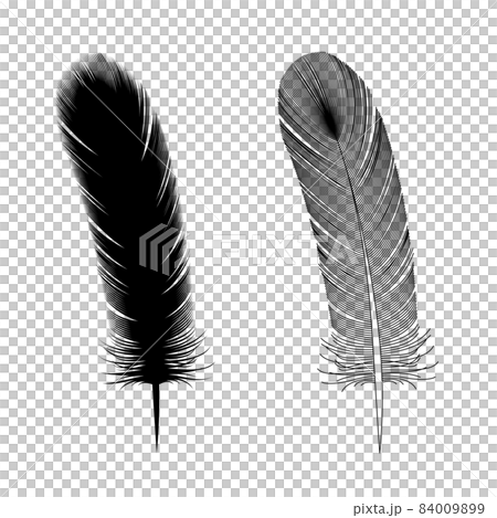 Illustration of bird feathers (painting and lines) (white background, vector, clipping) 84009899