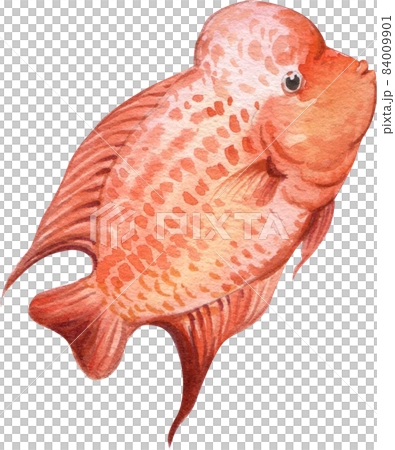 Flower horn fish watercolor png 84009901
