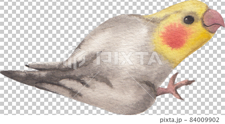 Curious Cockatiel clipart watercolor 84009902