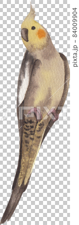 Curious Cockatiel clipart watercolor Curious Cockatiel clipart watercolor 84009904
