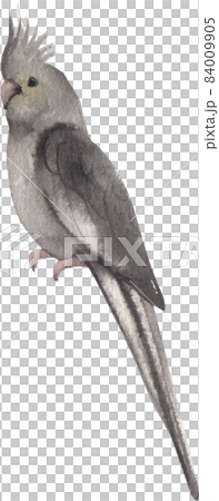 Curious Cockatiel clipart watercolor 84009905