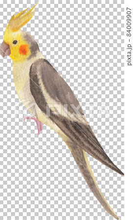 Curious Cockatiel clipart watercolor Curious Cockatiel clipart watercolor 84009907