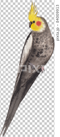 Curious Cockatiel clipart watercolor 84009913