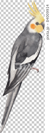 Curious Cockatiel clipart watercolor Curious Cockatiel clipart watercolor 84009914